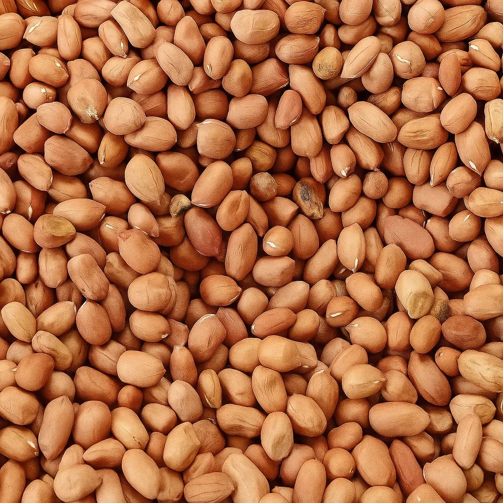 ICGV-15083 Premium High Oleic Peanuts