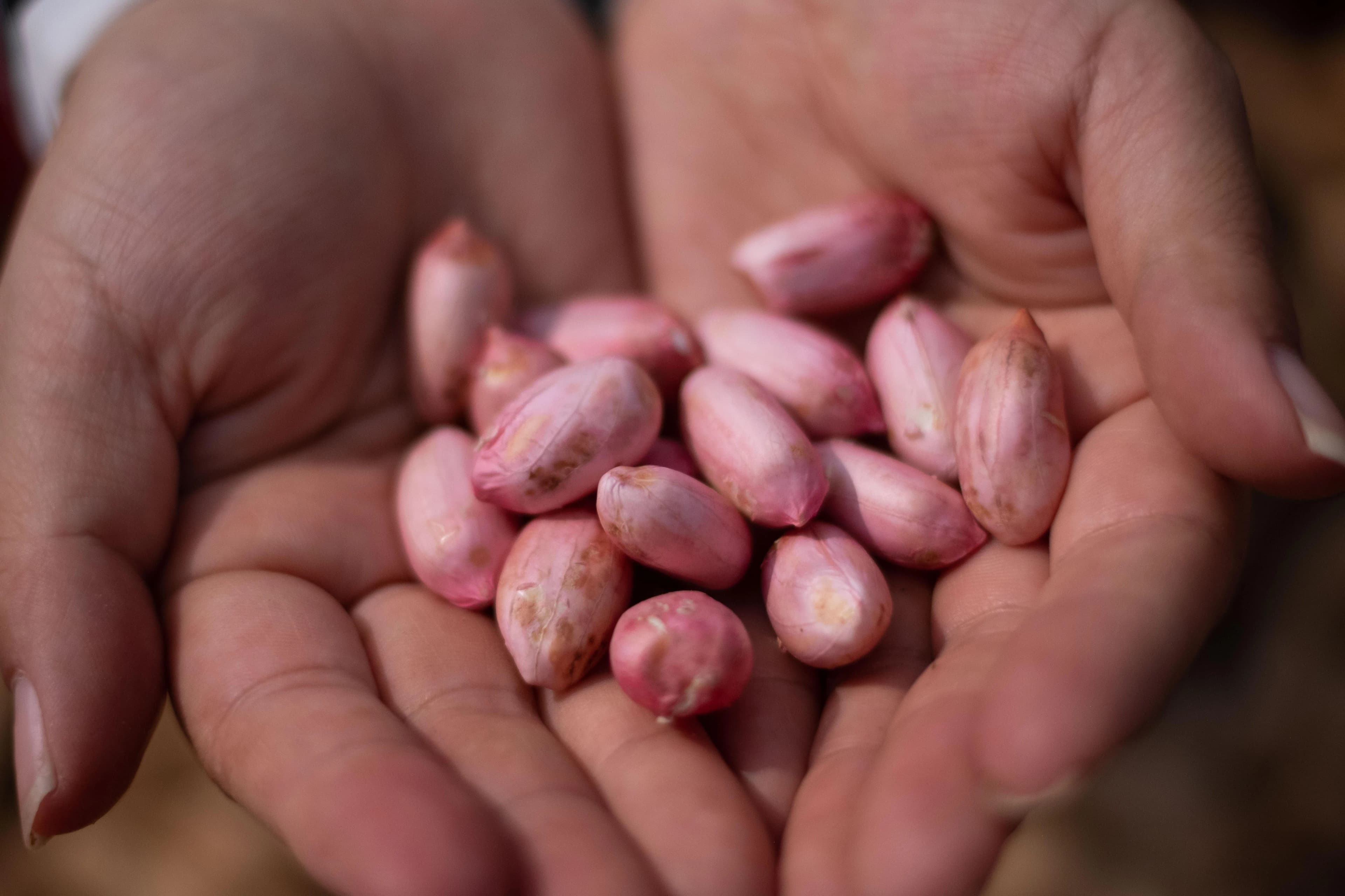 Premium Mathadi Peanuts from Gujarat - Balaji Exports