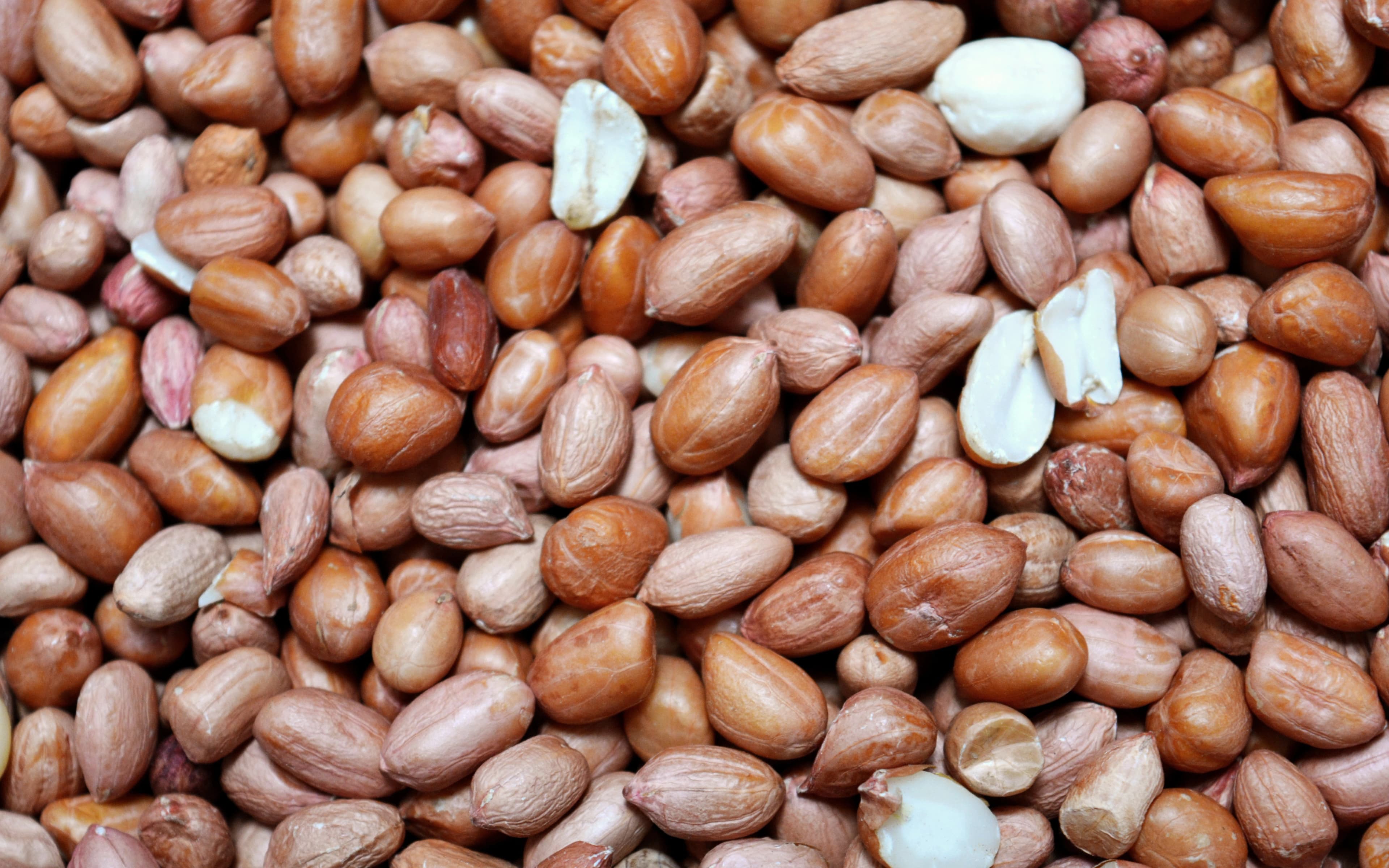 ICGV-15090 / girnar-5 Peanuts